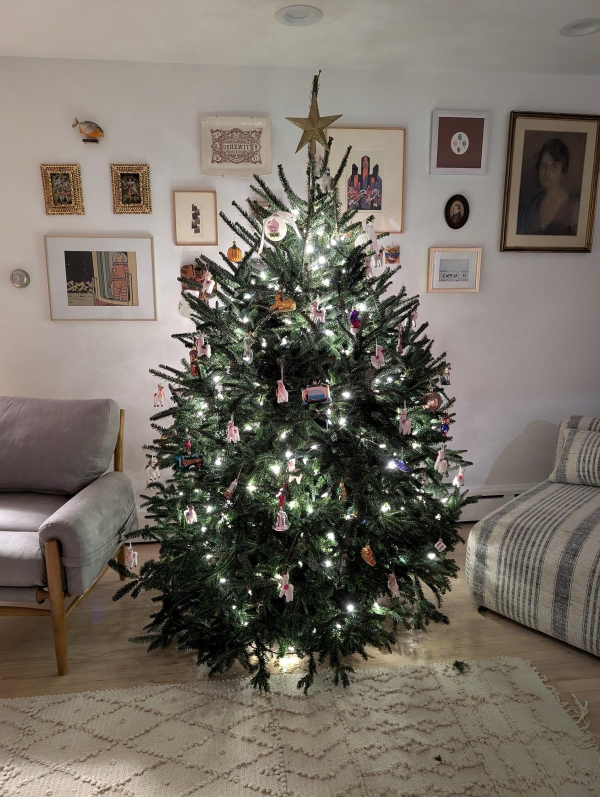 A Winterwood Fraser Fir at home
